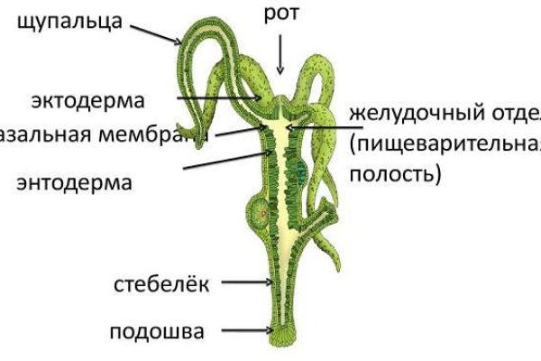 Kraken рабочий