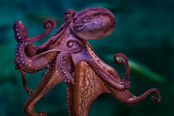 Kraken сайт зеркала